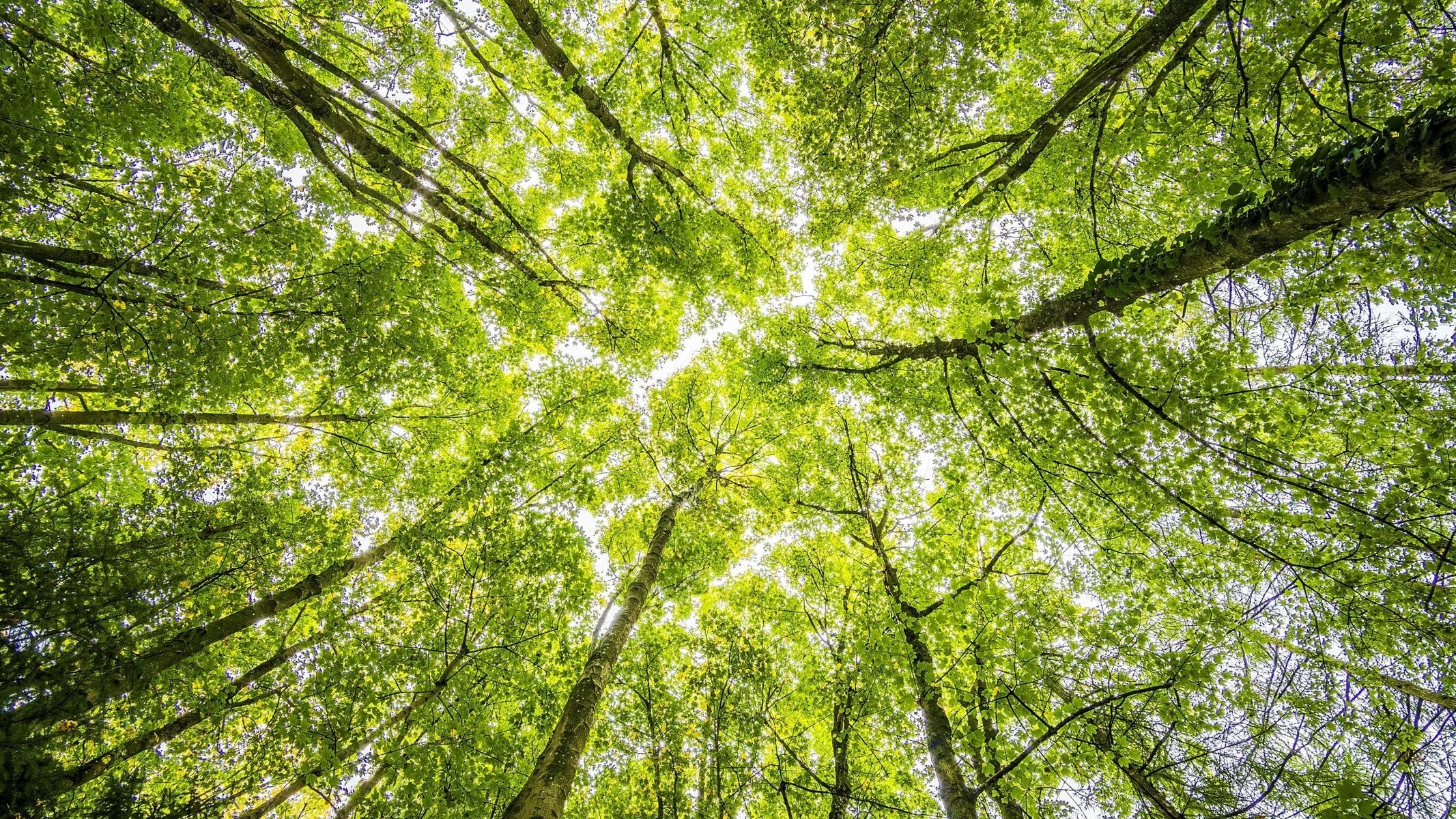 Tree canopy viewed from below with sunlight filtering through